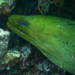 Key West Reef 01