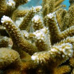 Key West Reef 02