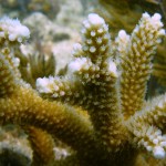 Key West Reef 03