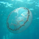 Key West Reef 04