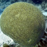 Key West Reef 05