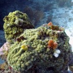 Key West Reef 06