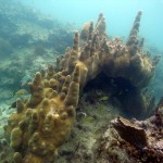Key West Reef 07