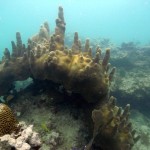 Key West Reef 08