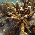 Key West Reef 09