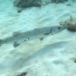 Key West Reef 10