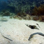 Key West Reef 11