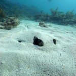 Key West Reef 12