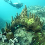 Key West Reef 14