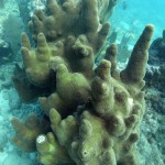 Key West Reef 15