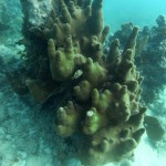 Key West Reef 16