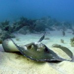 Key West Reef 17
