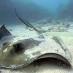Key West Reef 18
