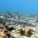 Key West Reef 19
