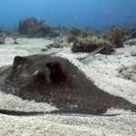 Key West Reef 20