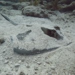 Key West Reef 21