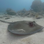 Key West Reef 23