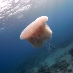 Key West Reef 24