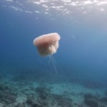 Key West Reef 25