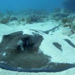 Key West Reef 27