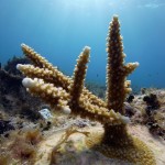 Key West Reef 28