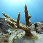 Key West Reef 29
