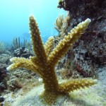 Key West Reef 30