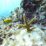 Key West Reef 31