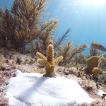 Key West Reef 32