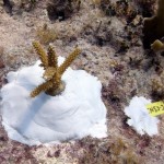 Key West Reef 33