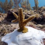 Key West Reef 34
