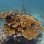Key West Reef 35