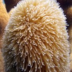 Key West Reef 36