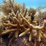 Key West Reef 37