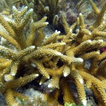 Key West Reef 39