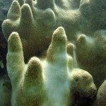 Key West Reef 40