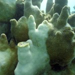 Key West Reef 41