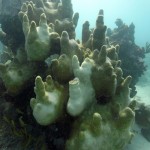 Key West Reef 42