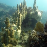 Key West Reef 43