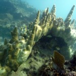 Key West Reef 44