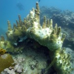 Key West Reef 45