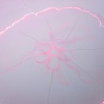 Key West Reef 47