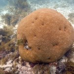 Key West Reef 48