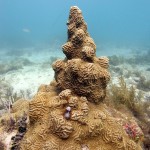 Key West Reef 49