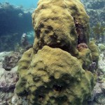 Key West Reef 50
