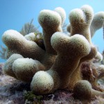 Key West Reef 52
