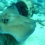 Key West Reef 53