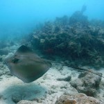 Key West Reef 54