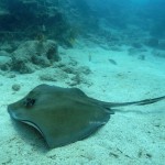 Key West Reef 55