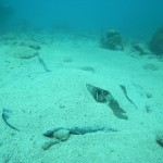 Key West Reef 56